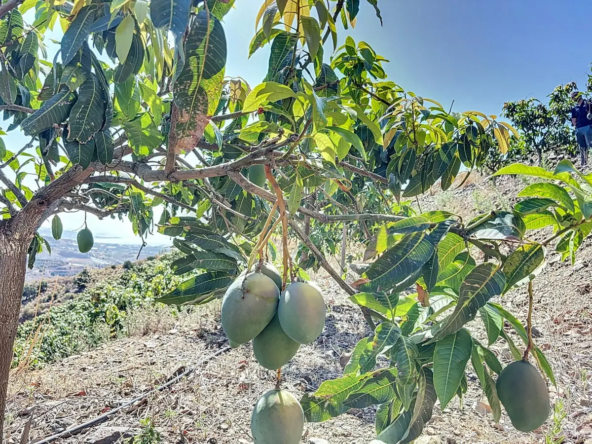 Land for sale in Cajiz — photo 1