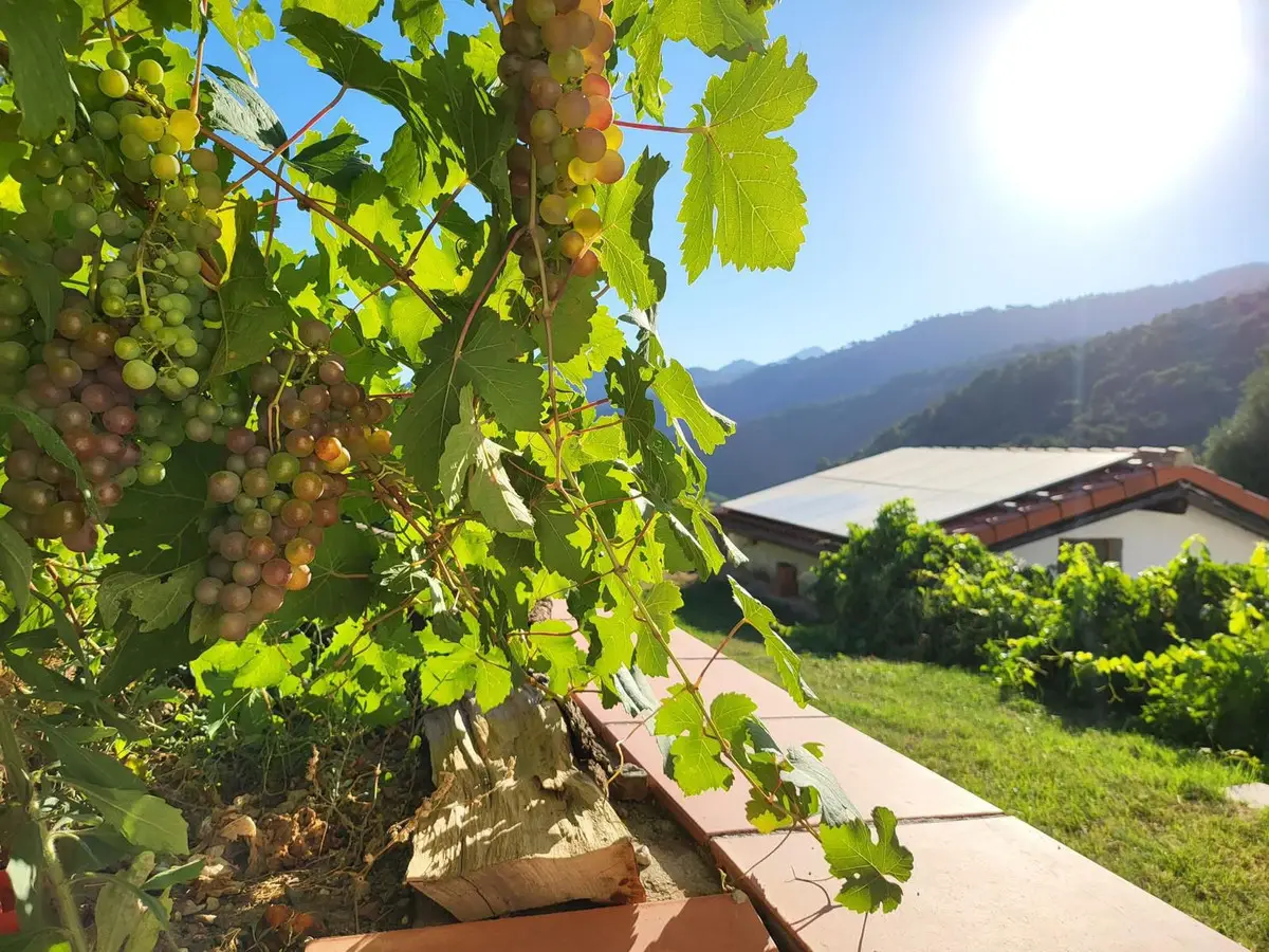 Finca - Cortijo for sale in Genalguacil — photo 1