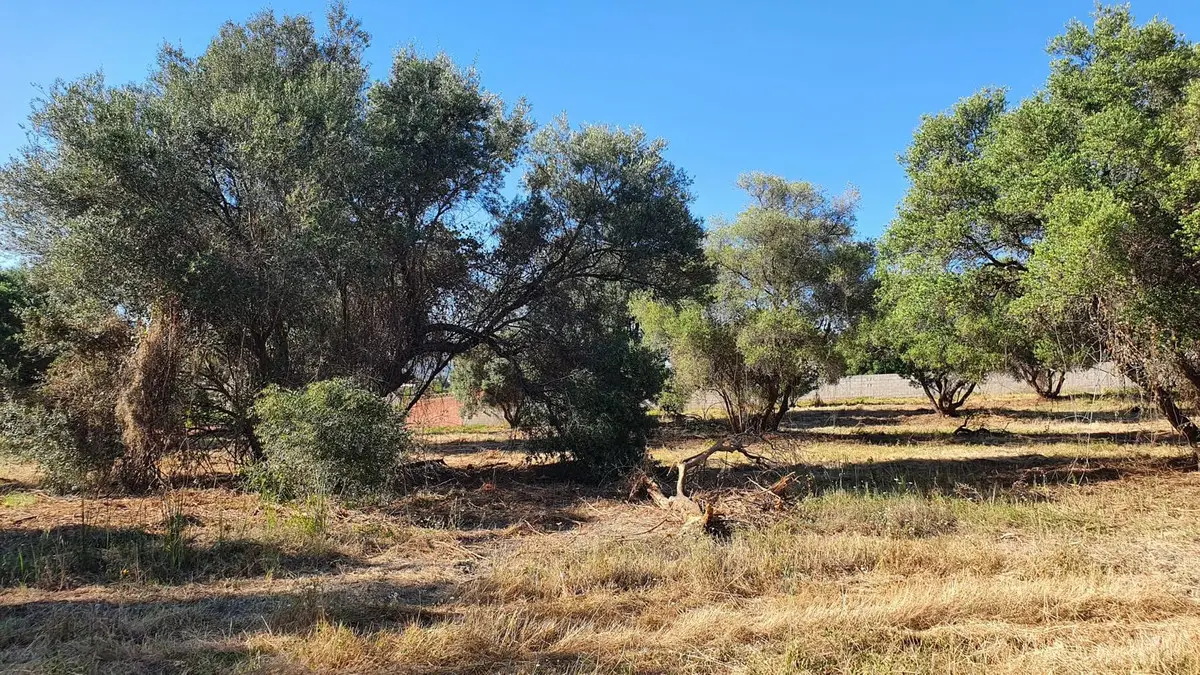 Land for sale in San Pedro de Alcántara — photo 1