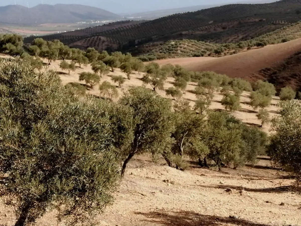 Land for sale in Sierra de Yeguas — photo 1