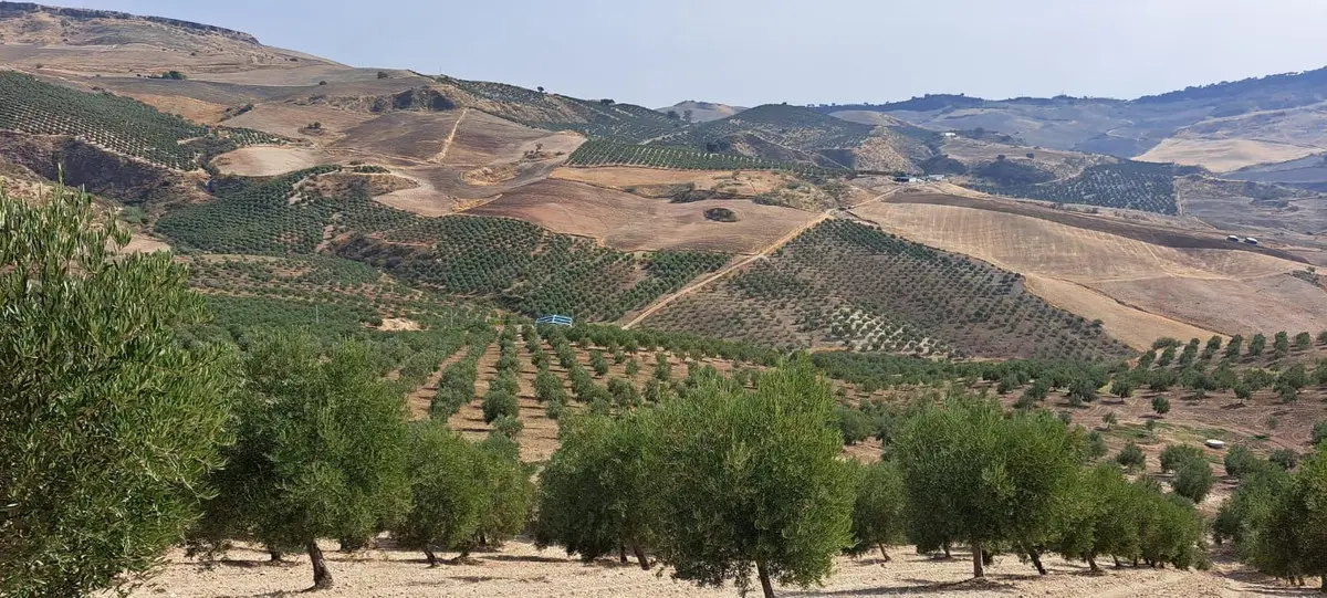 Land for sale in Ronda — photo 1