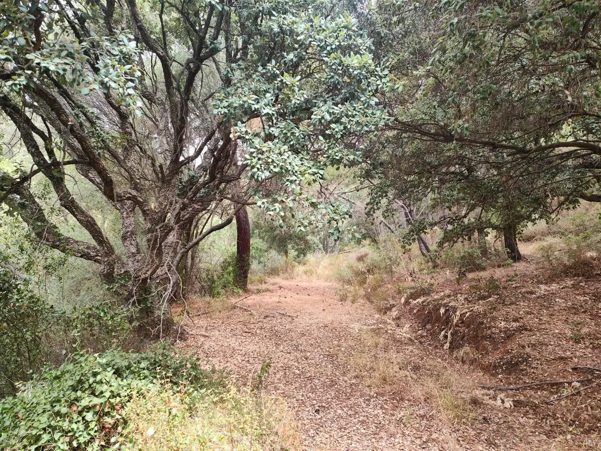 Land for sale in Istán — photo 1